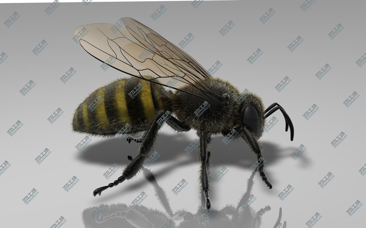 images/goods_img/2021040162/Bee 3D model/1.jpg
